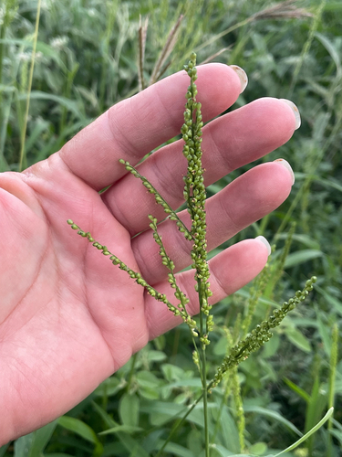 Browntop Signalgrass
