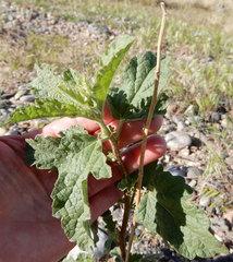 Sphaeralcea incana