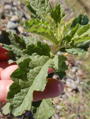 Sphaeralcea incana