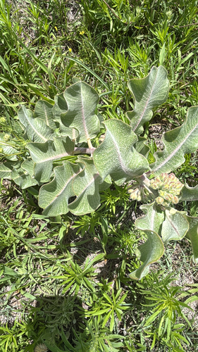 sand milkweed