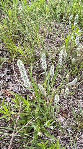 Woolly Plantain
