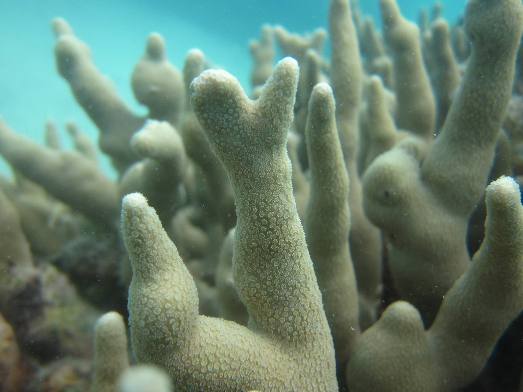 hump coral