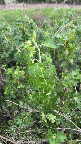 golden currant