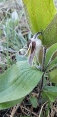 Clematis fremontii