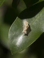 Eurytela
