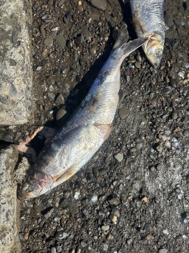Pacific Herring