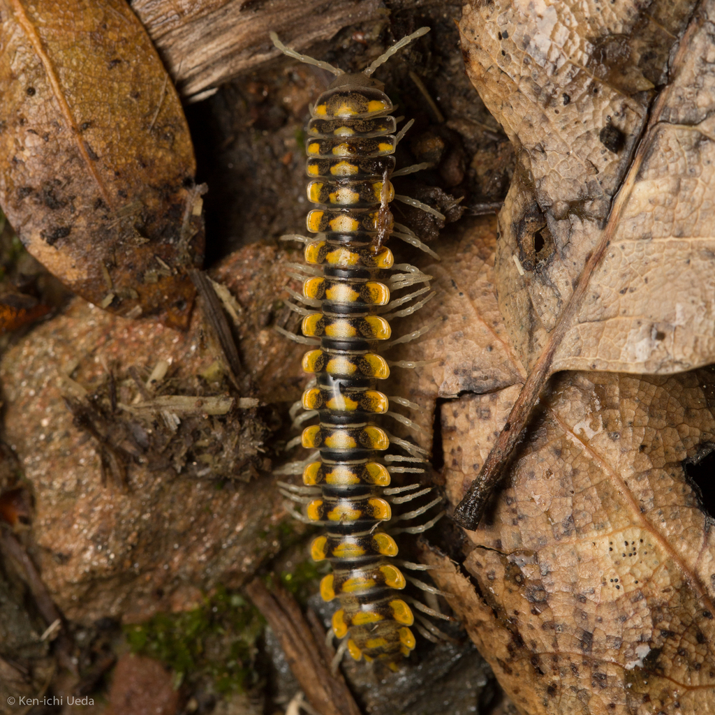 Sigmocheir furcata