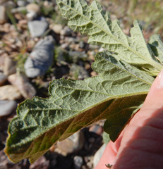 Sphaeralcea incana