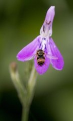 Rhinacanthus gracilis