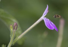 Rhinacanthus gracilis