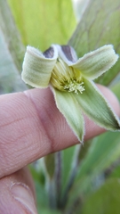 Clematis fremontii