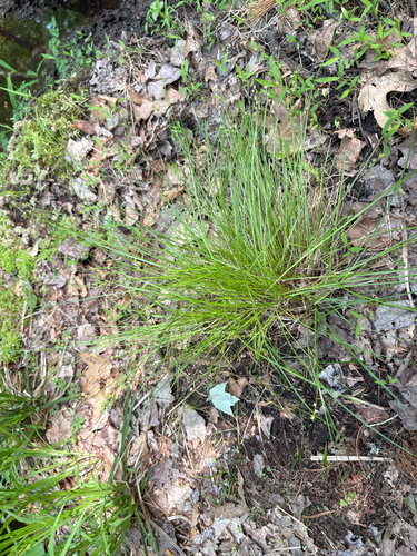 Carex atlantica, 2026-06-06