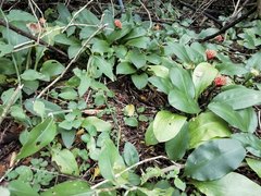 Scadoxus membranaceus