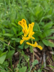 Corydalis curvisiliqua