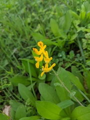 Corydalis curvisiliqua