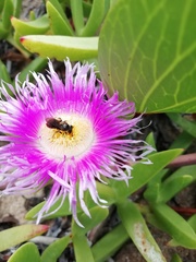 Carpobrotus dimidiatus