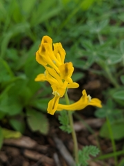 Corydalis curvisiliqua