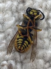 Vespula germanica