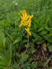 Corydalis curvisiliqua
