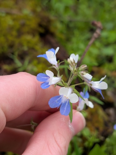 Collinsia verna, photograph 1