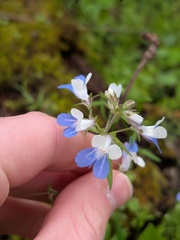 Collinsia verna