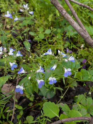 Collinsia verna, photograph 2
