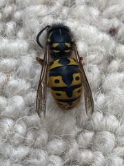 Vespula germanica