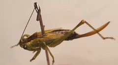 Conocephalus dorsalis
