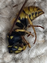 Vespula germanica