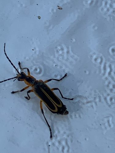 Margined Leatherwing Beetle