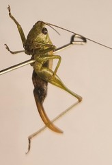 Conocephalus dorsalis