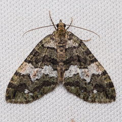 Hydriomena albifasciata