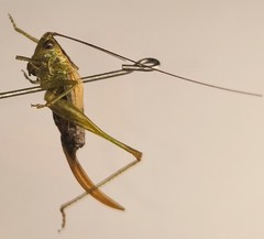 Conocephalus dorsalis