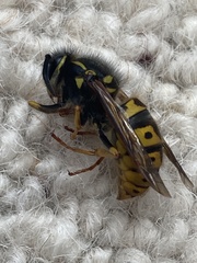 Vespula germanica