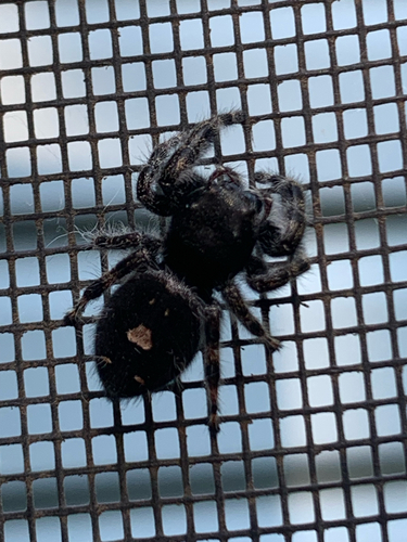 Bold Jumping Spider