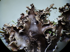 Peltigera pacifica