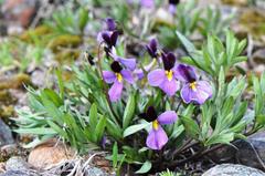 Viola trinervata