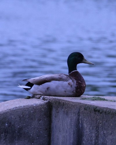 iNaturalist image