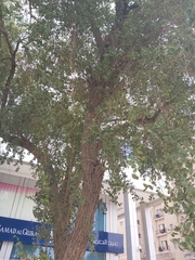 Ziziphus jujuba