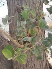 Ziziphus jujuba