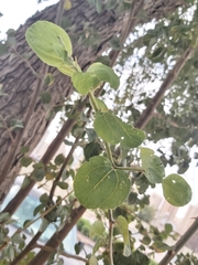 Ziziphus jujuba