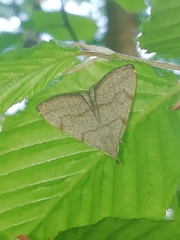 Pechipogo strigilata