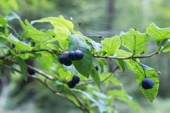Lonicera nigra
