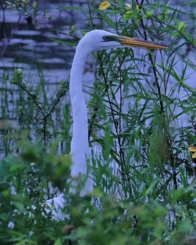 iNaturalist image
