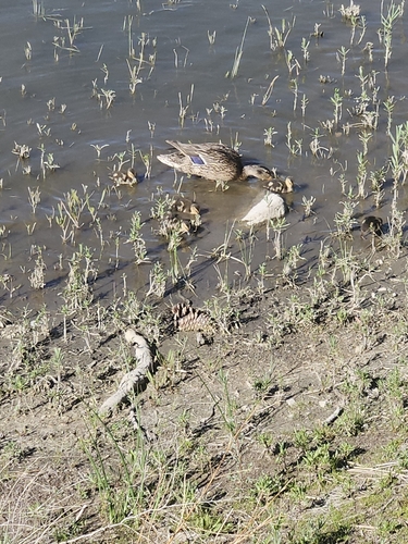 iNaturalist image