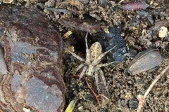 Alopecosa albofasciata