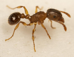 Tetramorium frigidum