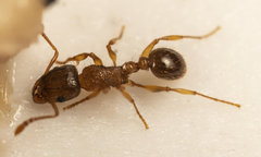 Tetramorium frigidum