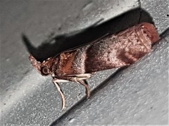 Calguia defiguralis