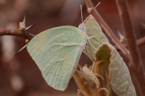 African Migrant